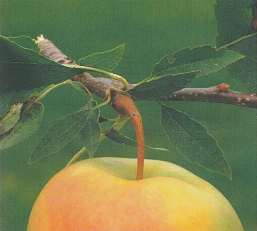 stipole ingrandite stipole ingrandite