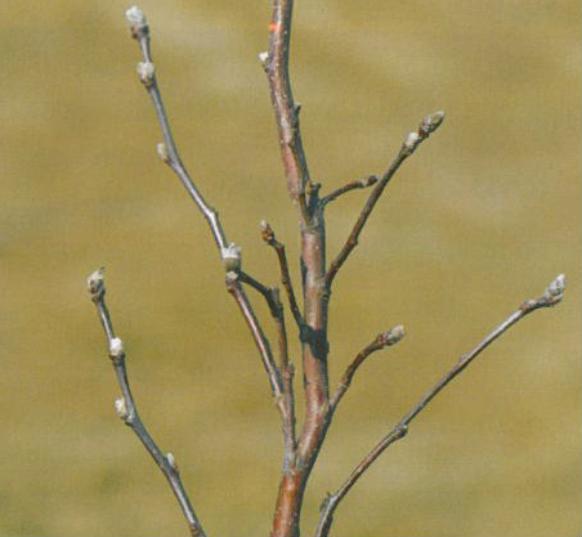 germoli con accrescimento anomalo germogli con accrescimento anomalo