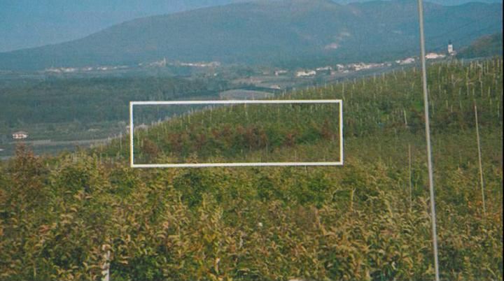 nel riquadro alcune piante arrossate nel riquadro alcune piante arrossate